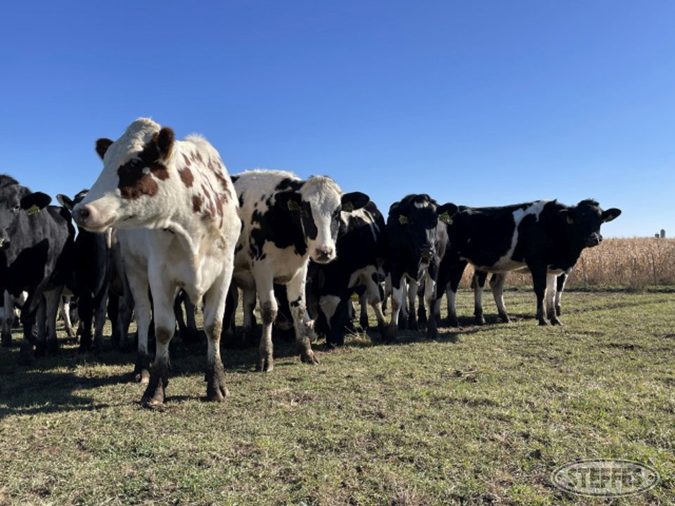 (39 Head) Holstein heifers
